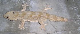 Hemidactylus gecko, Panama – Best Places In The World To Retire – International Living